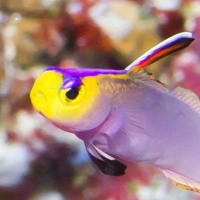 shinya_yas's profile picture. ⚓世界中の海を潜りたいダイバー⚓
撮影した魚の写真をメインに投稿しています。
日常ツイートも時々。
これまでに投稿した魚写真：
　チョウチョウウオ科 ６８種、キンチャクダイ科 ４１種、スズメダイ科 １５２種、ハタ＋ハナダイ科 ９７種、ハゼ科 ２１０種、その他 １２０種