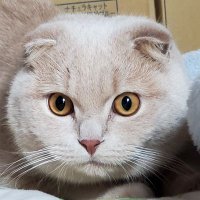 くりまる、てと (@kurimaru_teto) 's Twitter Profile