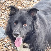 Sirius (@sirius92816628) 's Twitter Profile