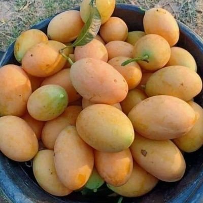 ahmedjoy1980's profile picture. I'm  Honesty