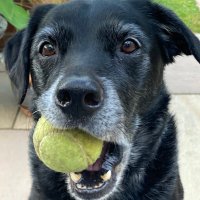 Oscar & Cooper the Labs (@oscarthelab1) 's Twitter Profile Photo Oscar & Cooper the Labs (@oscarthelab1) 's Twitter Profile Photo