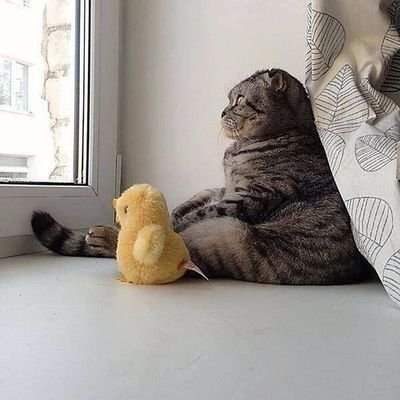 Ducky, King of Swords Profile