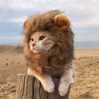 Bad Kitty 3.0 😡 (@badkitty2023) 's Twitter Profile