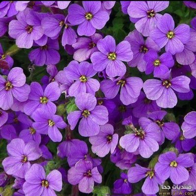 :على صراط الأمل ، أحلامنا تستقيم اللهم إننا نحاول فأعِنّا . .💜🦋!