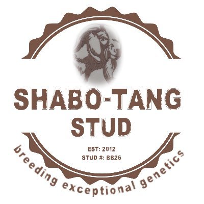 We breed exceptional genetics at SHABO-TANG stud. Check out our beautiful goats. The superb genetics distinguish us from the rest...