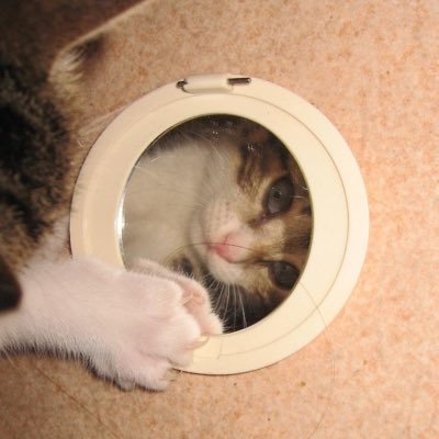 luciana_anasta's profile picture. Maitino 🎀 pets 🐕🐈‍⬛ Opera 🎶 sea 🐳