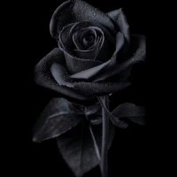 مرام (@fmn7iz0lohfbysc) 's Twitter Profile