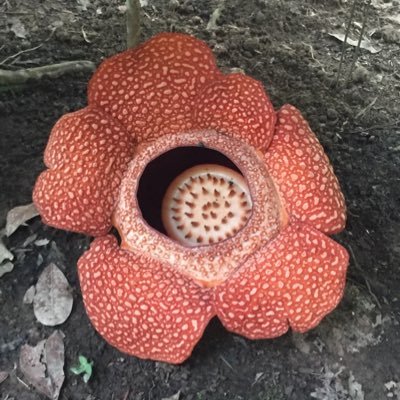 lovetoma6's profile picture. 自然と動物、特に大型犬が好き🐕 トレッキング⛰とサイクリング🚴‍♀️にハマっている絶景好きです。⛰️は勿論ジャングル、吊橋好き❤️ 最近は隧道、酷道にハマってます🈲DM不要🈲エロ🈲金配り不要 体を動かす事が好き❤️