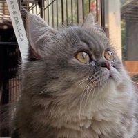 ミヌエットのゆず (@yuzuminuet) 's Twitter Profile Photo