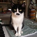 Fred Vaughan - @Fred_Ze_Cat - Twitter