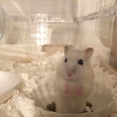 mashimarufuwa's profile picture. 小学生の時以来久しぶりにハムスターとの生活を始めました。ジャンガリアンは初めてです。 2022年4月21日生まれの「ふわちゃん」ちゃんまでが名前なのかは、名付けたこどものみぞ知る…