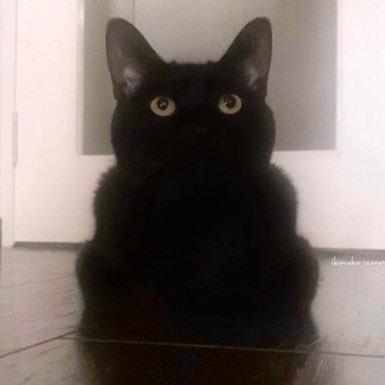 chikuwapapa's profile picture. 