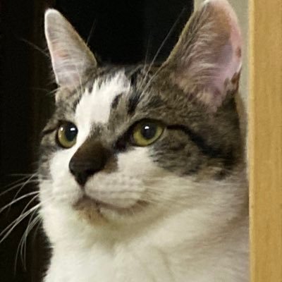 mico1210's profile picture. とある島でにゃんこたちと暮らす会社員 趣味を満喫中。🐈🐾好きさんかも〜んฅ^. ̫ .^ฅ❤︎ #食べること #寝ること #猫 #バイク #音楽 #お料理   LINEスタンプ作ってみました