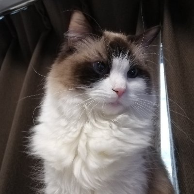 yokuyama0's profile picture. トークンを
集めて強し
最上川