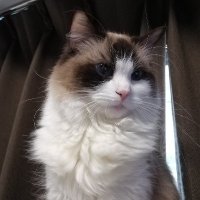 yokuyama (@yokuyama0) 's Twitter Profile