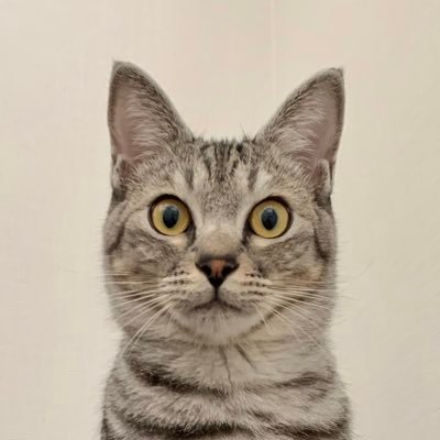 令和3年5月22日に保護した猫のじゃこまると世話猫おぷぅさん、兄姉猫てんとあんこ、三毛猫ツブ、弟分ぽてと&ボンド、迷犬じょりんと過ごす日常。YouTube等勧誘DMご遠慮ください。無言フォロー失礼します。無言フォロー大歓迎です。