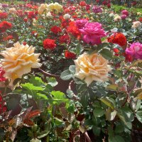 August Butterfly 🦋 (@hudaodeh8) 's Twitter Profile
