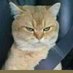 Angry Cat Also.. ๐ธ (@cat_also) Twitter profile photo Angry Cat Also.. ๐ธ (@cat_also) Twitter profile photo