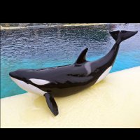 Lorence Anot (@whaleloverlae) 's Twitter Profile