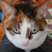 ほぴ猫 (@fspxprysl8ix9mh) 's Twitter Profile