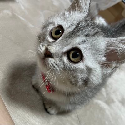 name🌈 coco♀(manchikan🐈) silver tabby⭐︎⭐︎ birth🎂 2021/01/25（1歳4ヶ月)甘えん坊な短足マンチカンの女の子💜Instagramもやってます🐾 無言フォロー失礼します。無言フォローも大歓迎🌼猫垢さん仲良くしてください🥺💕