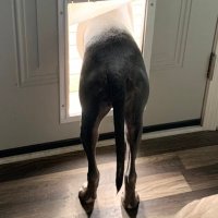 crumpet (@the_exiting_dog) 's Twitter Profile