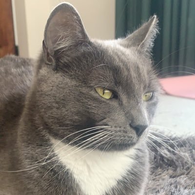 theathepussycat's profile picture. Meow meow meow, feed me human