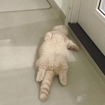 mamiepogooo's profile picture. ᙏ̤̫