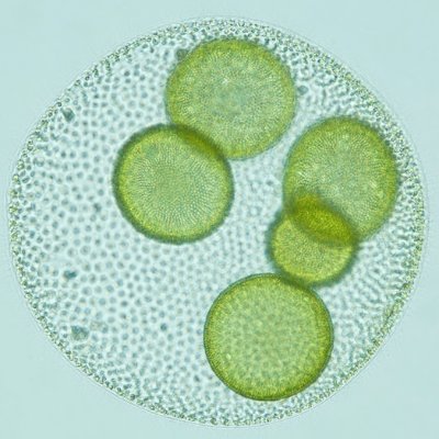 bms_mongen's profile picture. BMS(★★/st4)/SDVX(20.032)
音ゲー以外のツイート @notbms_mongen