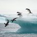 Antártida Pingüinita (@antartidapingu1) Twitter profile photo