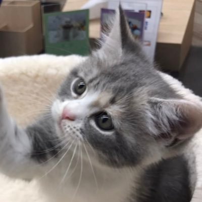 rem_ram_manchi's profile picture. レム→2021.4.14生まれマンチカン♀、ラム→2022.3.21生まれマンチカン♀適当ツイ、猫写真ツイ中心