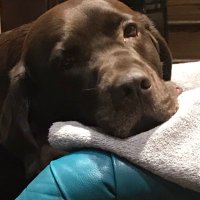 Brown Dog (@browndog1954) 's Twitter Profile