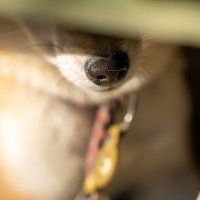 しばいぬ (@inuinushibainu) 's Twitter Profile Photo
