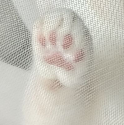 ねこと夫とオタクなことを呟きます。
愛猫はきなこ（スコティッシュストレート）。