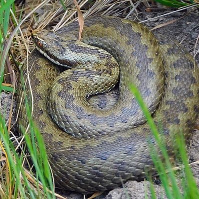 Farm shop working, Norfolk loving, Eurovision & F1 watching, birdie and reptile enthusiast, proud father of two boys and bonus daughter.