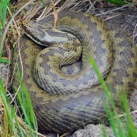 Norfolk Pete 🐍🦎🪶 (@norfolk_pete) 's Twitter Profile