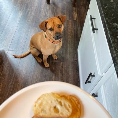 Rescue dog from MS living in the NoVA suburbs - enjoys judging his family and the choices they make.