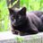 野良猫愛好家のアイコン