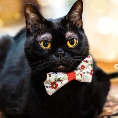 朝猫のアサ🐈ﾆｬｰさんのプロフィール画像