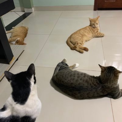 jalesrego's profile picture. 