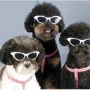 Daniel Maffei - @Erebus7 - Twitter