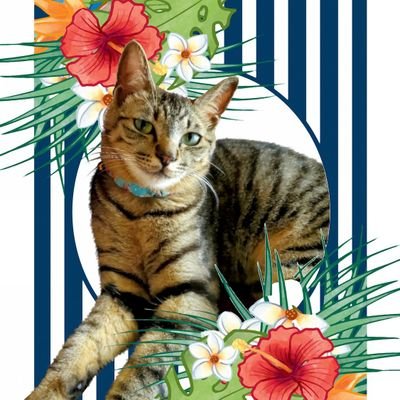 Cats_Colony's profile picture. アビシニアン２頭と保護猫7頭と暮らしています。時々ゲームやオシャレ。音楽はROCK,METAL,90年代V系好き。随時猫友達大募集❤︎⃜ 無言フォロー失礼します🙇‍♀️いいね等最近遅れてすみません)