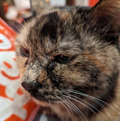 猫ちゃんとディズニーが大好きです♥動物と人間に優しい世の中で有って欲しいと思っています。何事にも謙虚に、誠実に生きていきたいです。猫を愛する皆様、宜しくお願い致します。⭐ #猫 #老猫 #シニア猫 #猫の居る暮らし #TDR #東京ディズニーリゾート #東京ディズニーランド #東京ディズニーシー #ダッフィー