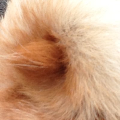 0310hana's profile picture. 北海道日本ハムファイターズの応援で関東の球場と、落語・講談・浪曲などを観に寄席や独演会に出没しています。