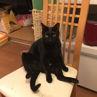 nyankodarensei's profile picture. 黒猫2匹同居中。酒、コーヒー、アイルランド、京都、沖縄好き。バイオリンとピアノがライフワーク。LeicaⅢFでフィルム写真始めました。 2021年はロードバイク元年。