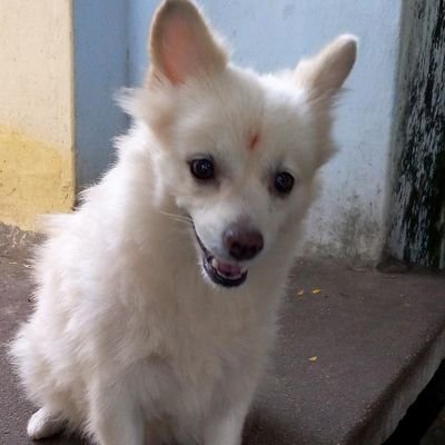 becoming_saran's profile picture. 🐾 lover 
📚bibliophile
🌙selenophile