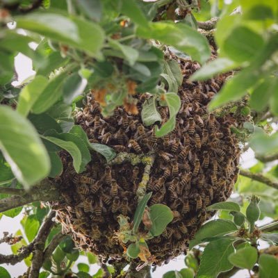 WrekinViewHoney's profile picture. 