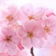 花見月🥀🌙（♥️ྀི/👑🧬🌟）❦ 💭💧🐁さんのプロフィール画像