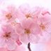 花見月🥀🌙(♥️ྀི/👑🧬🌟)❦ 💭💧🐁 (@mars_hanami) Twitter profile photo 花見月🥀🌙(♥️ྀི/👑🧬🌟)❦ 💭💧🐁 (@mars_hanami) Twitter profile photo