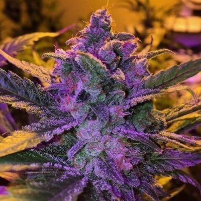 JavierM45778943's profile picture. Suppo